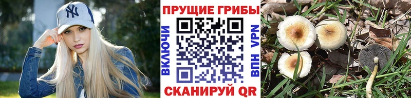 Галлюциногенные грибы Cubensis Ермолино